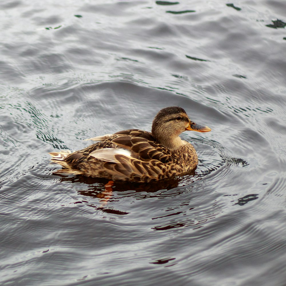 a duck swimming in water