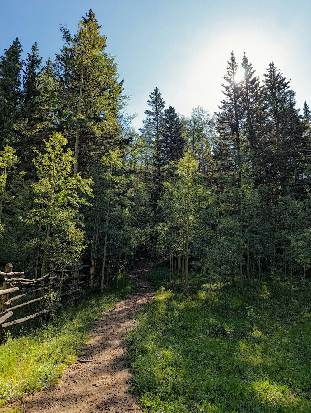 a dirt road surrounded by trees