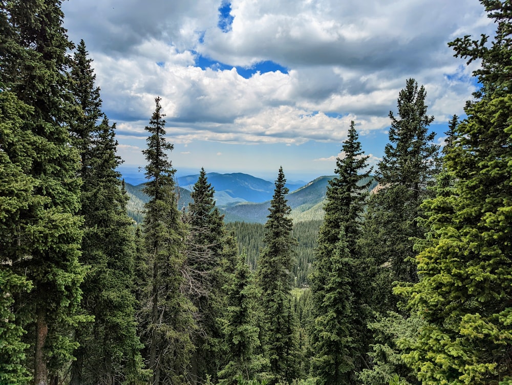 Une forêt d’arbres