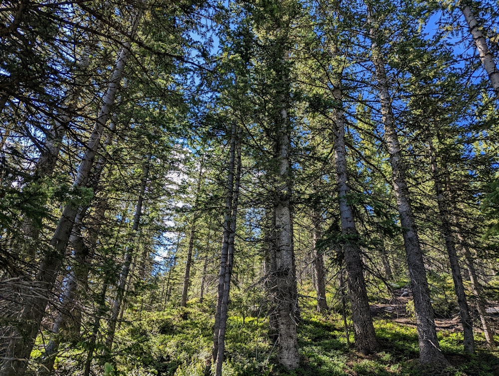 un bosque de árboles