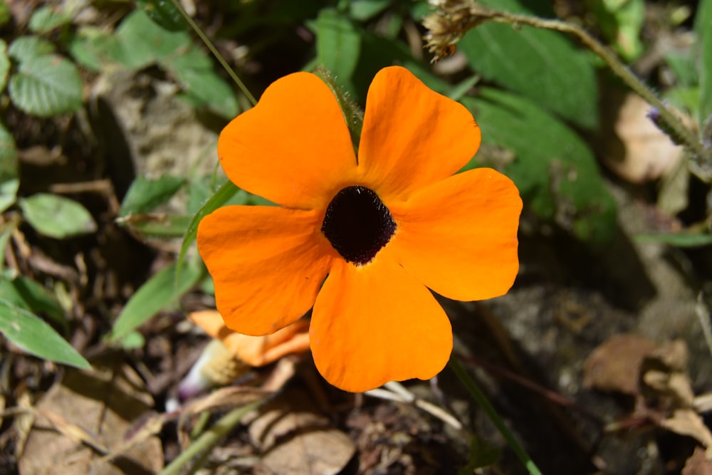 a flower with a black center