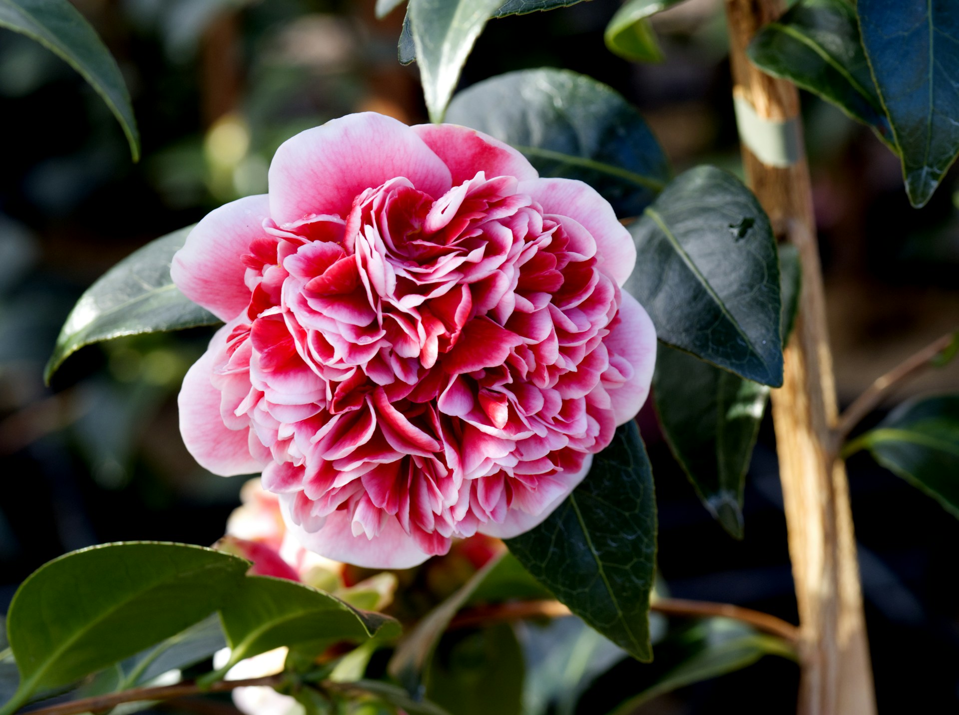 a pink flower on a plant