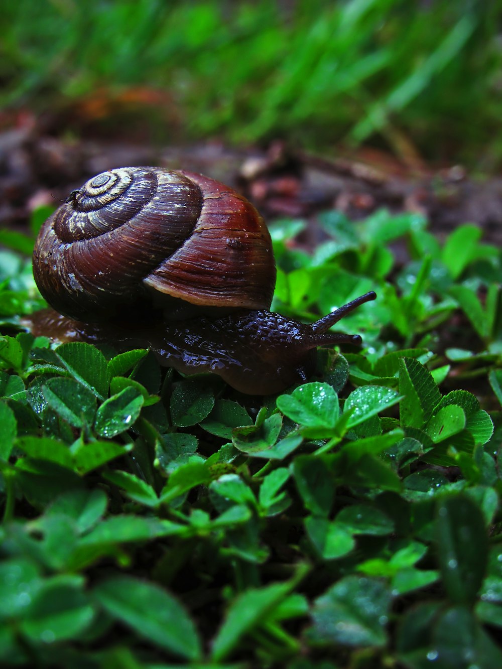 a snail on a leaf