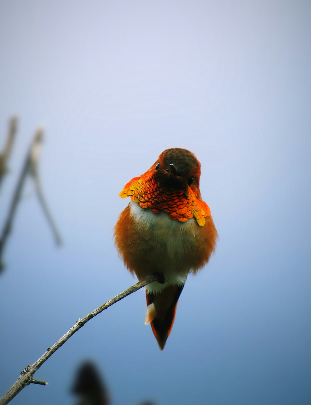 a bird sitting on a branch