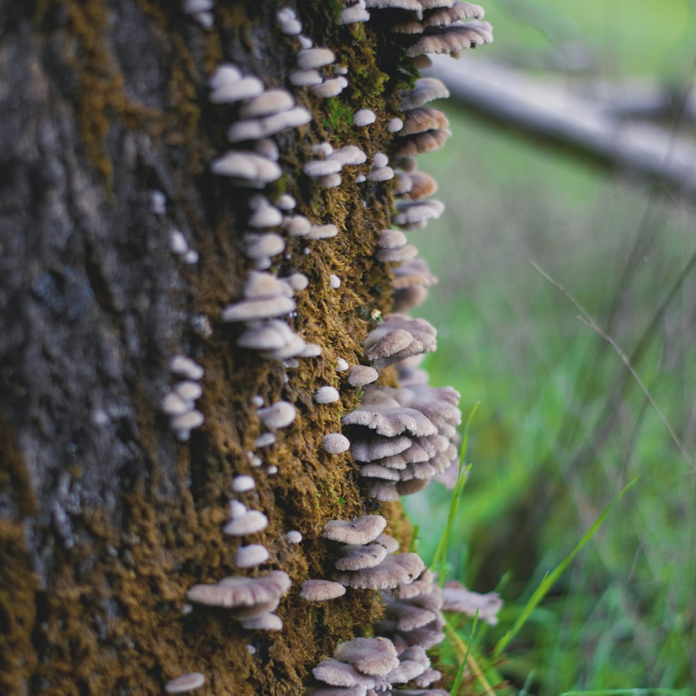 a close up of a tree trunk