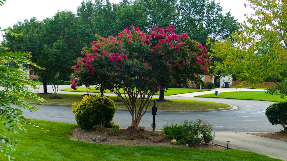 a tree with pink flowers