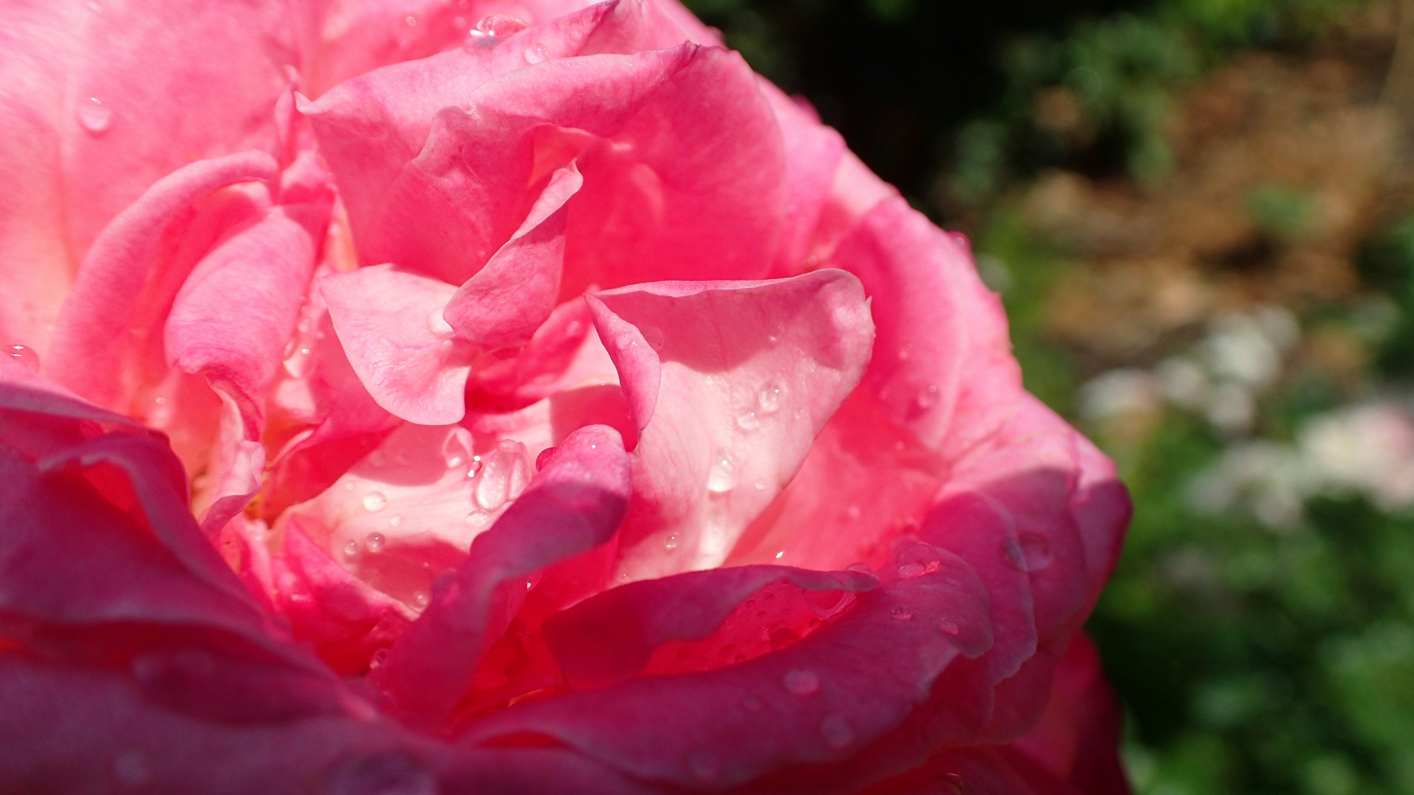 a close up of a pink flower