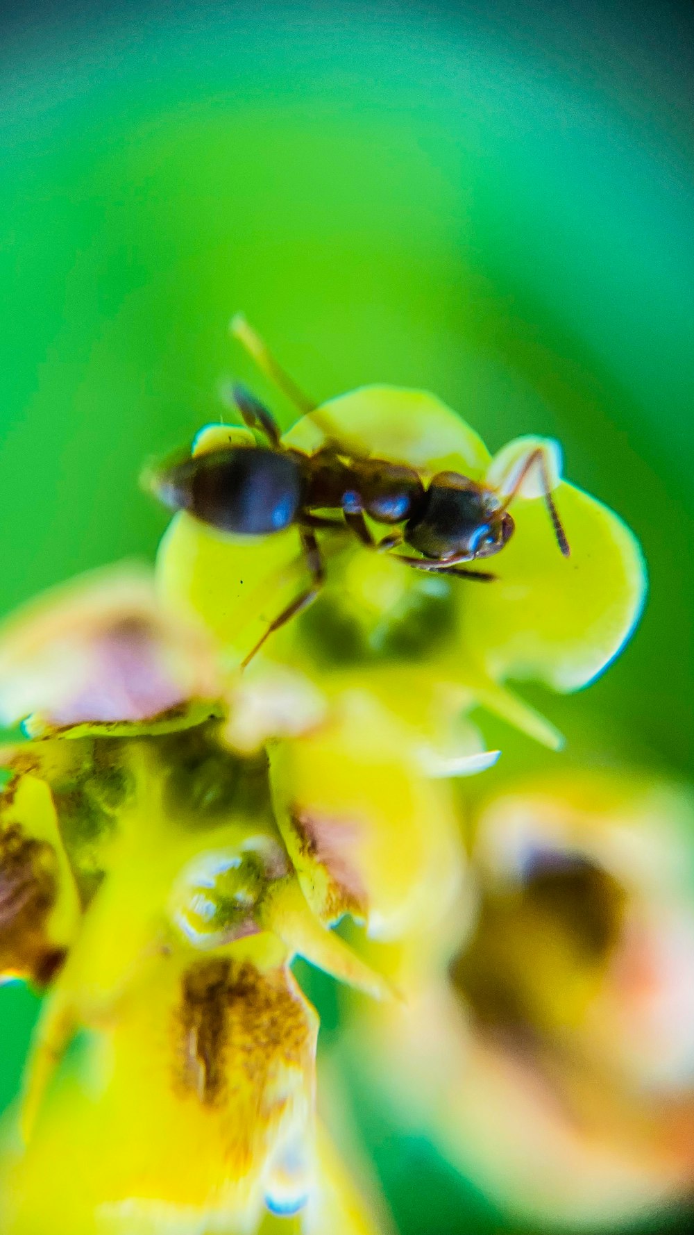 a bee on a flower