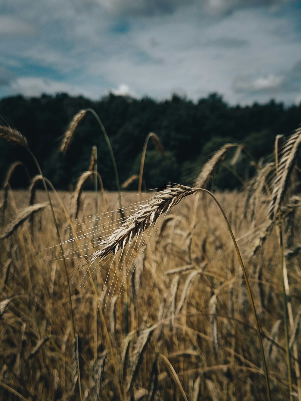 a field of wheat