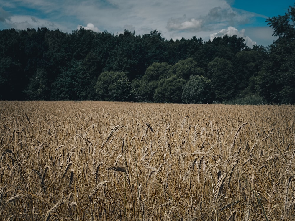 a field of wheat with trees in the background