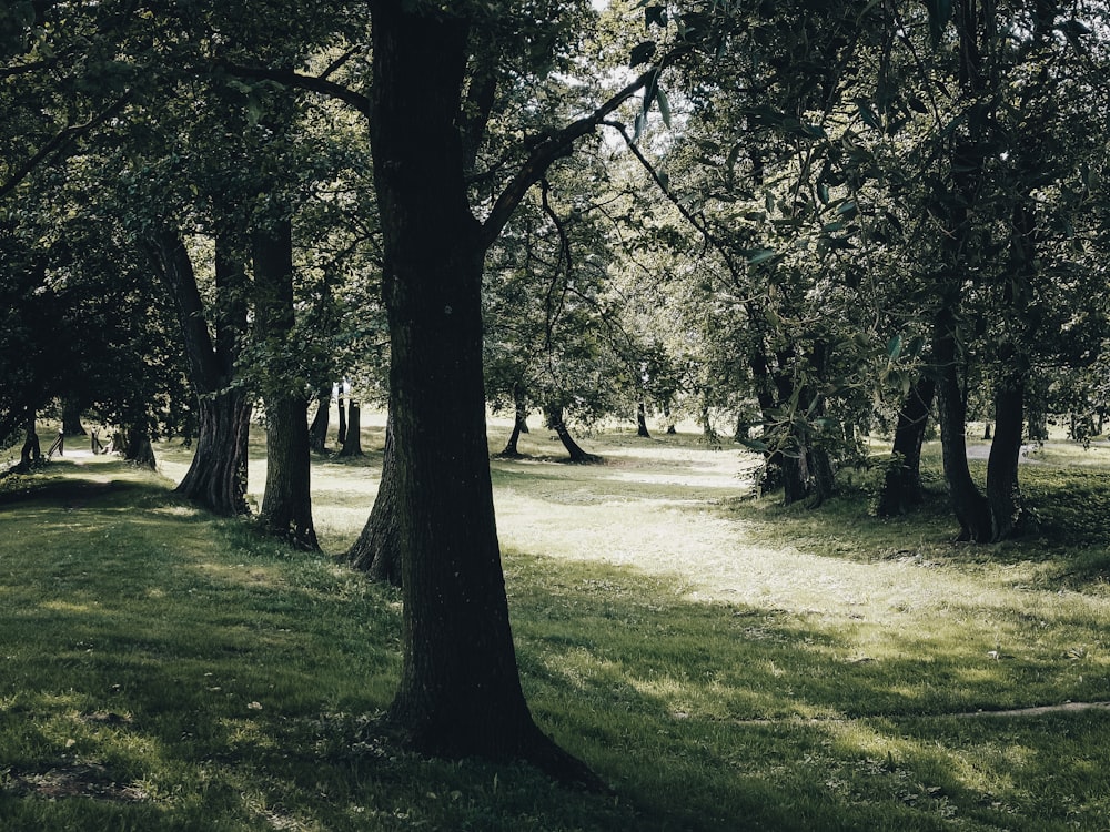 a path through a park