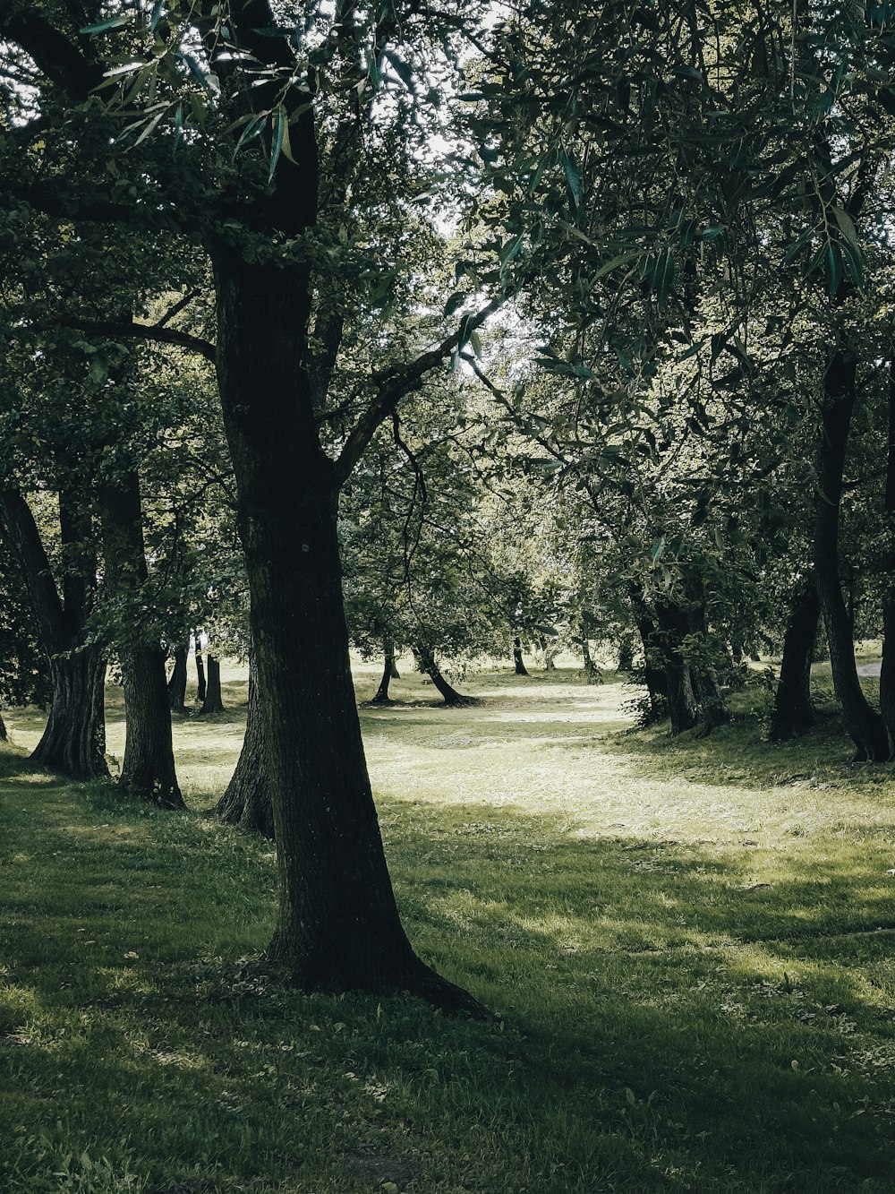 a tree in a park