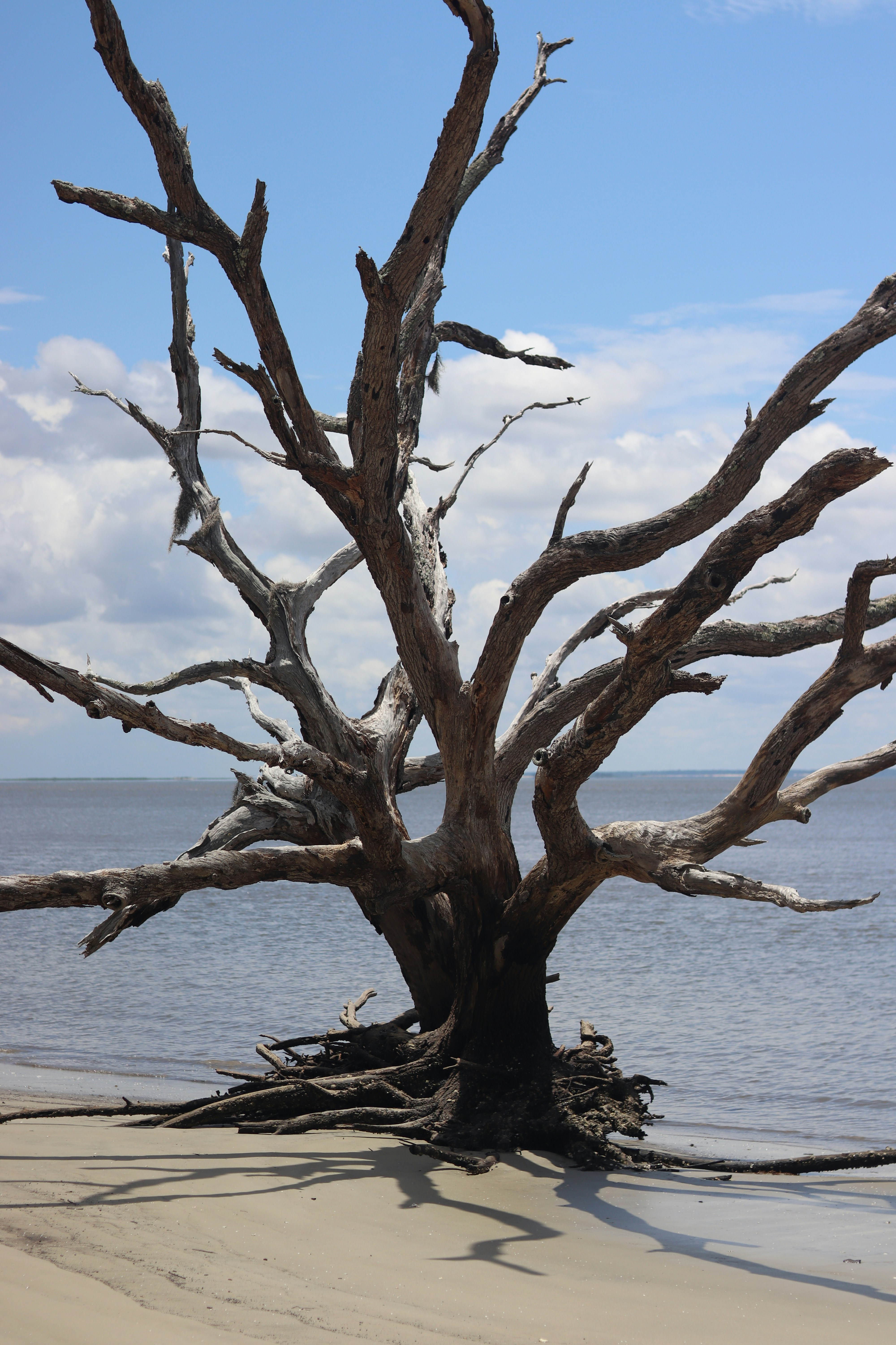 A tree on a beach photo – Free Grey Image on Unsplash