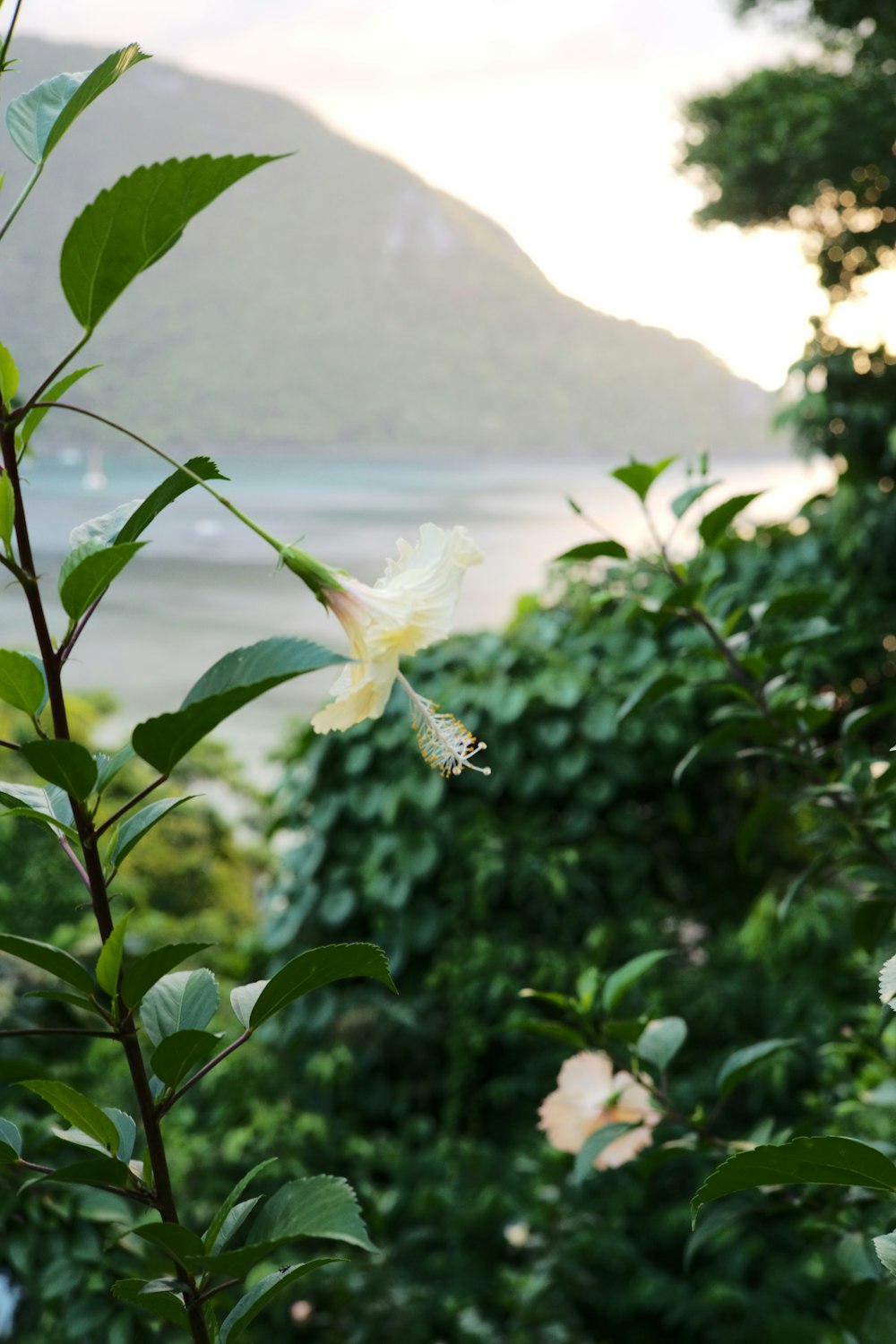 uma borboleta em uma flor