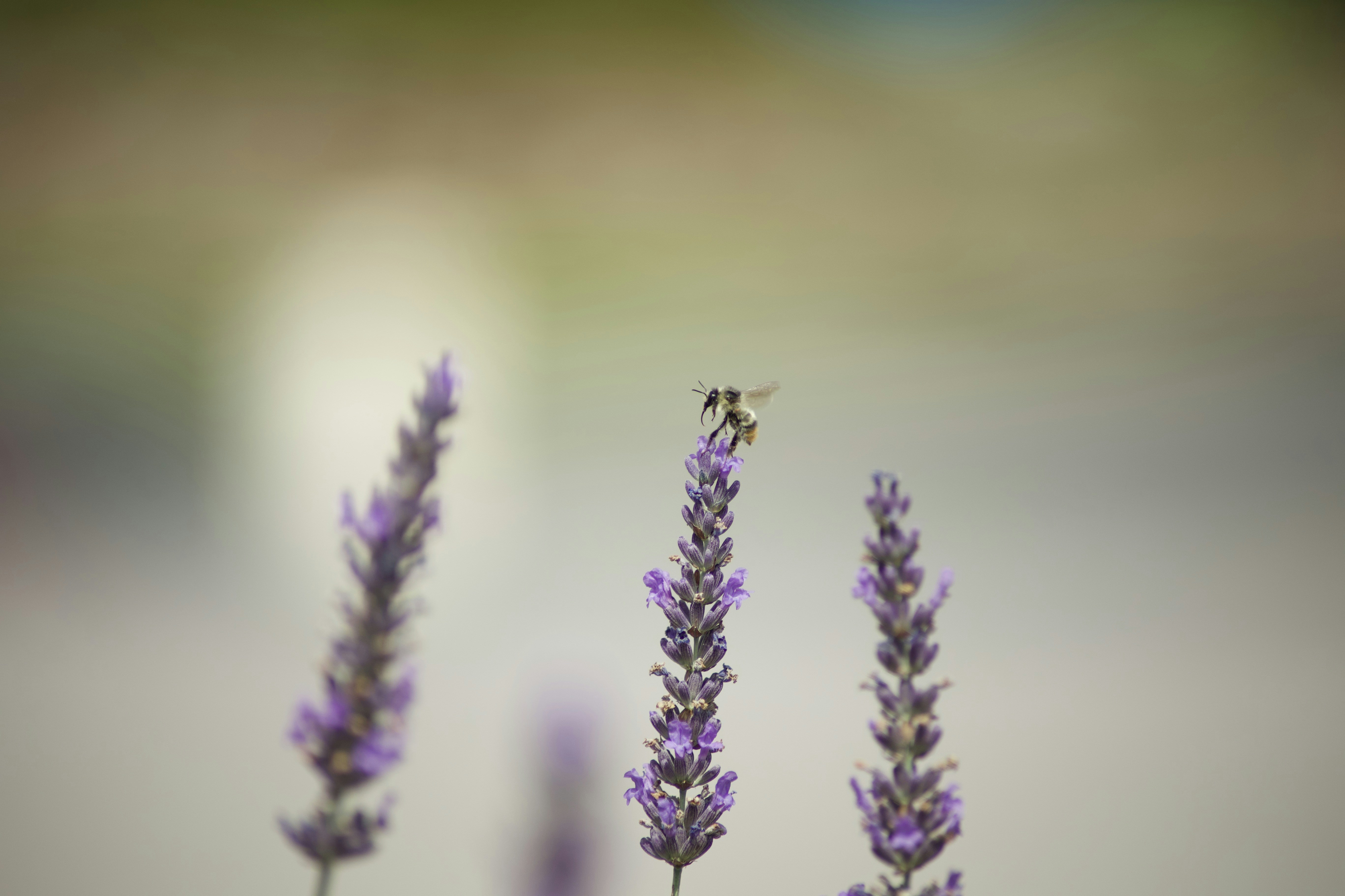 Photo by jeanwolo