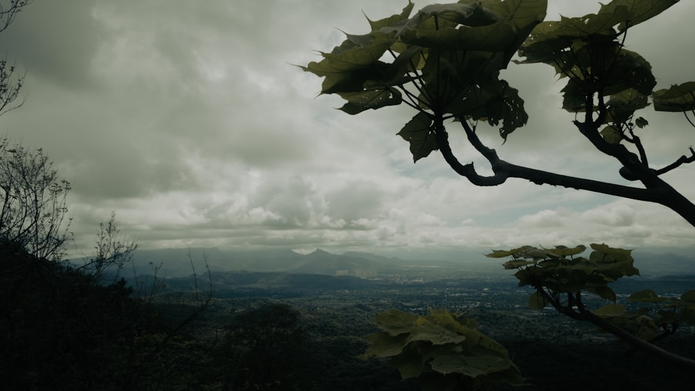 a view of a city from a tree