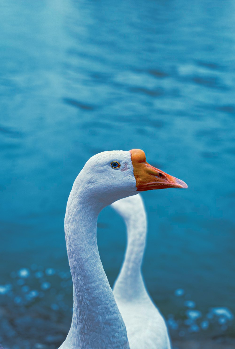 a white goose in front of water