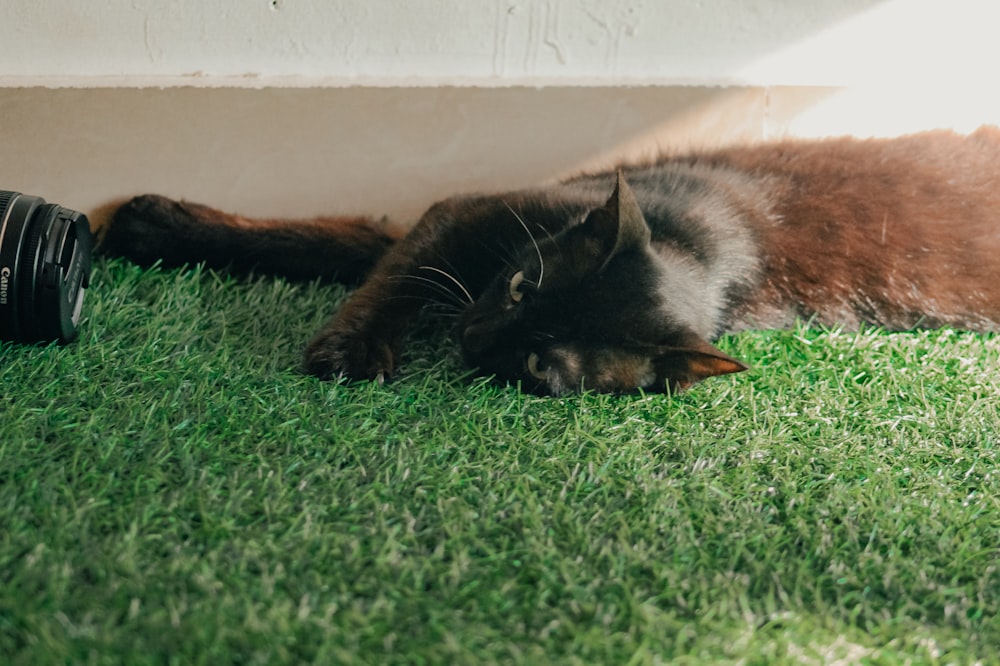a cat lying on the grass