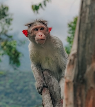 a monkey on a tree