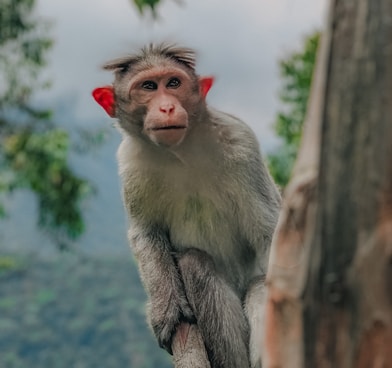 a monkey on a tree