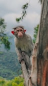 a monkey on a tree