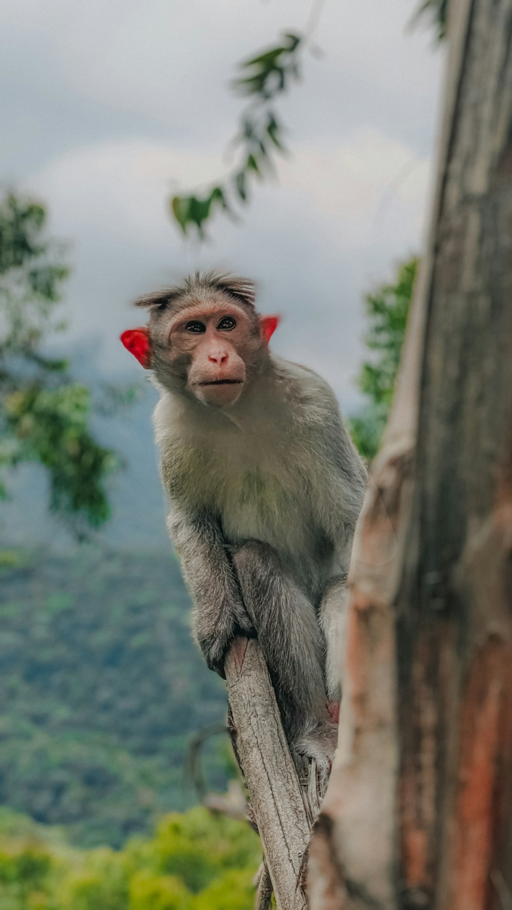 a monkey on a tree