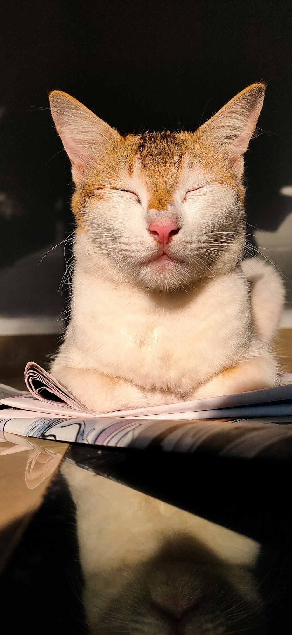 a cat lying on a person's lap