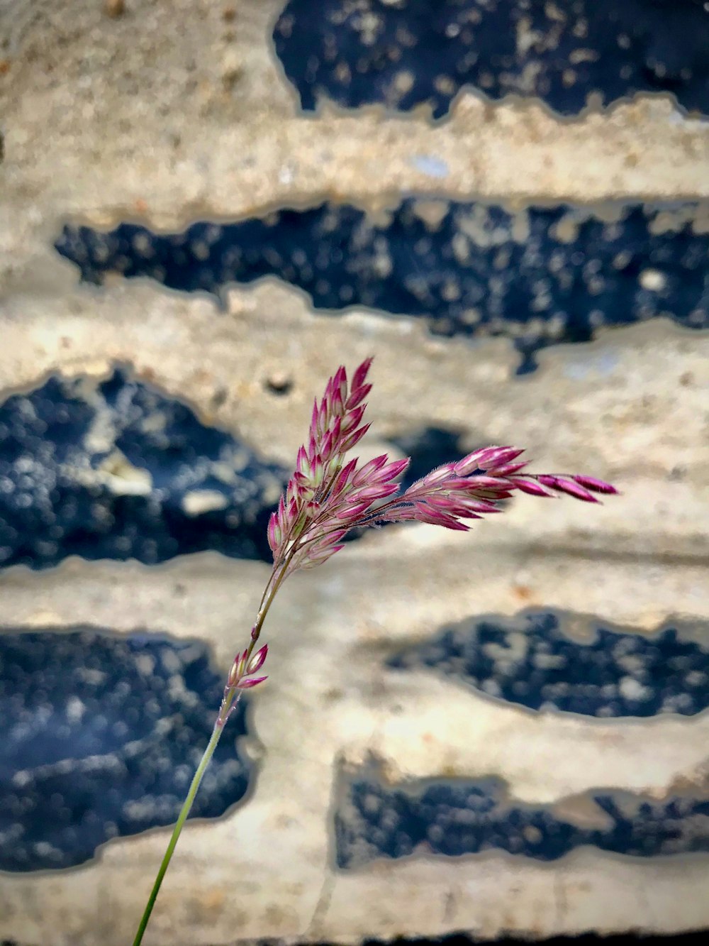 a close-up of a flower