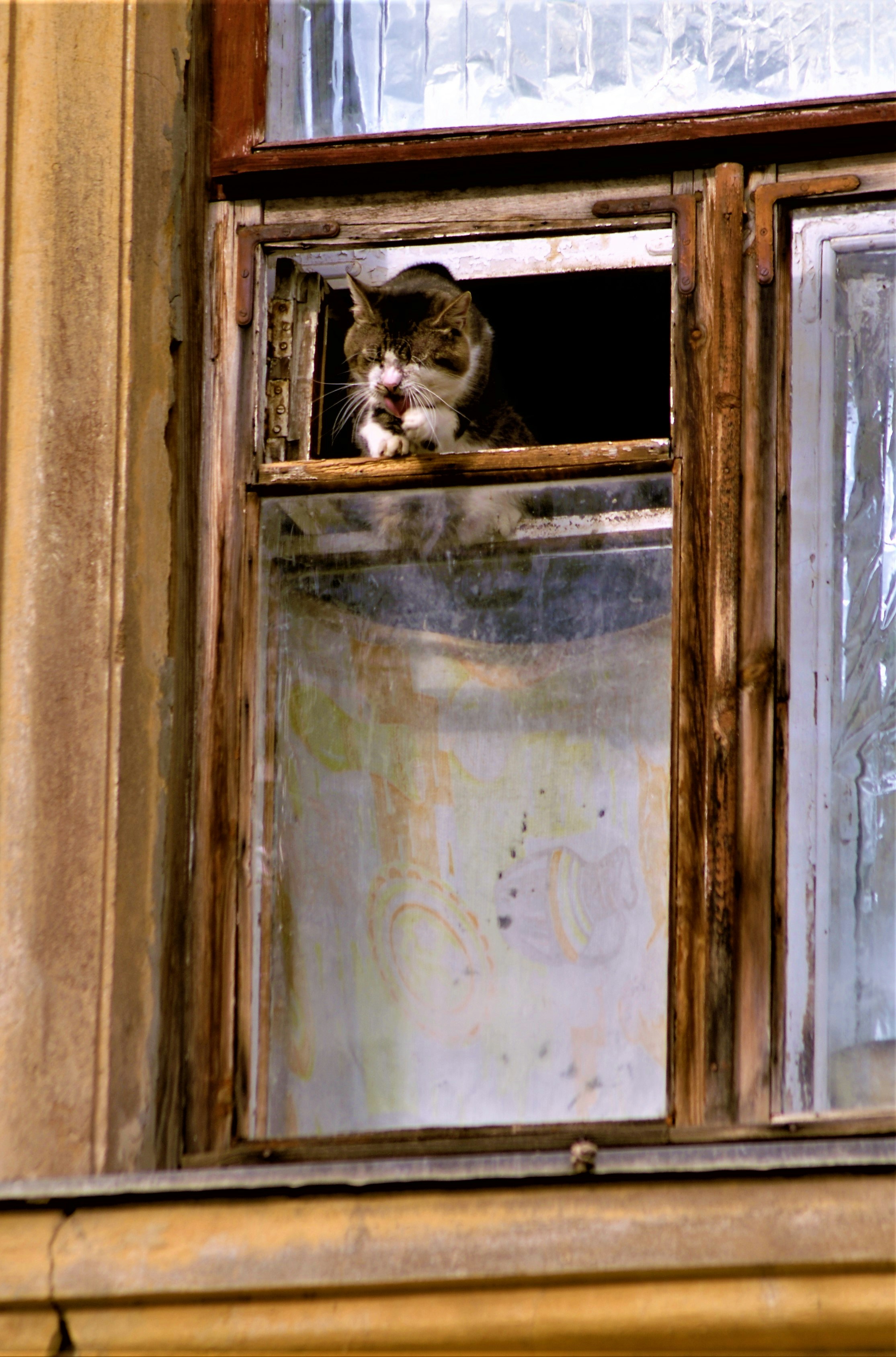 A cat looking out a window photo – Free Izyum Image on Unsplash