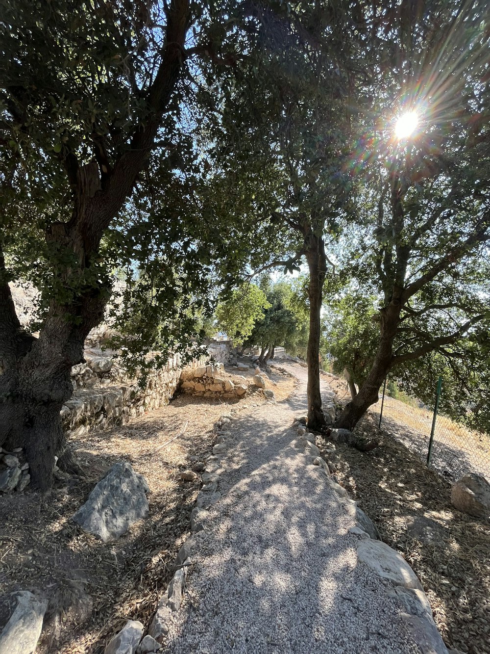 a path with trees on the side