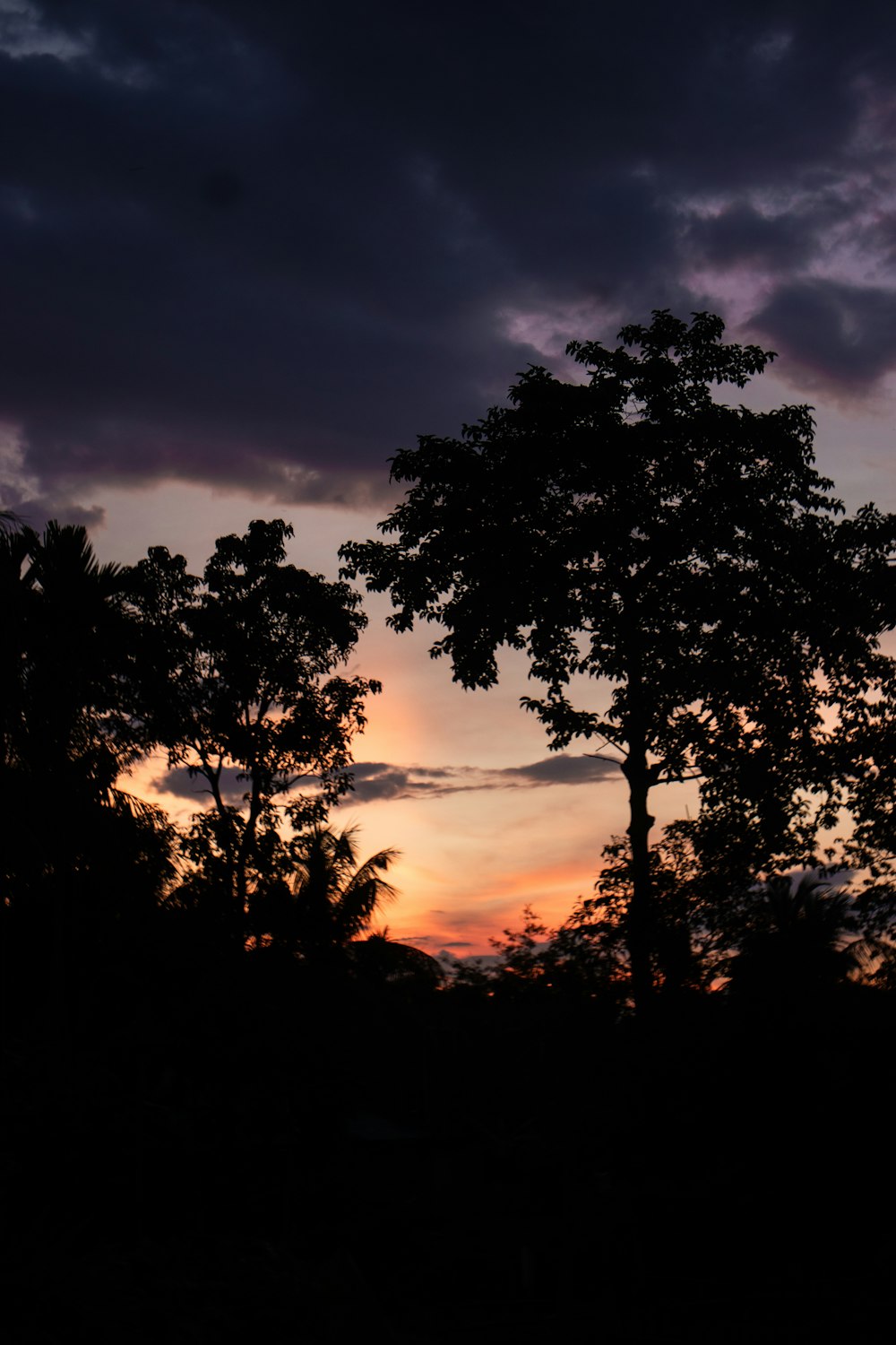 silhouettes of trees against a sunset