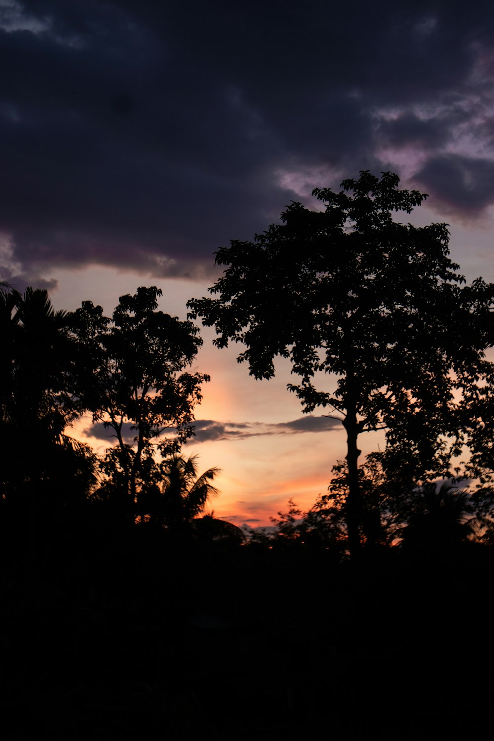 silhouettes d’arbres contre un coucher de soleil