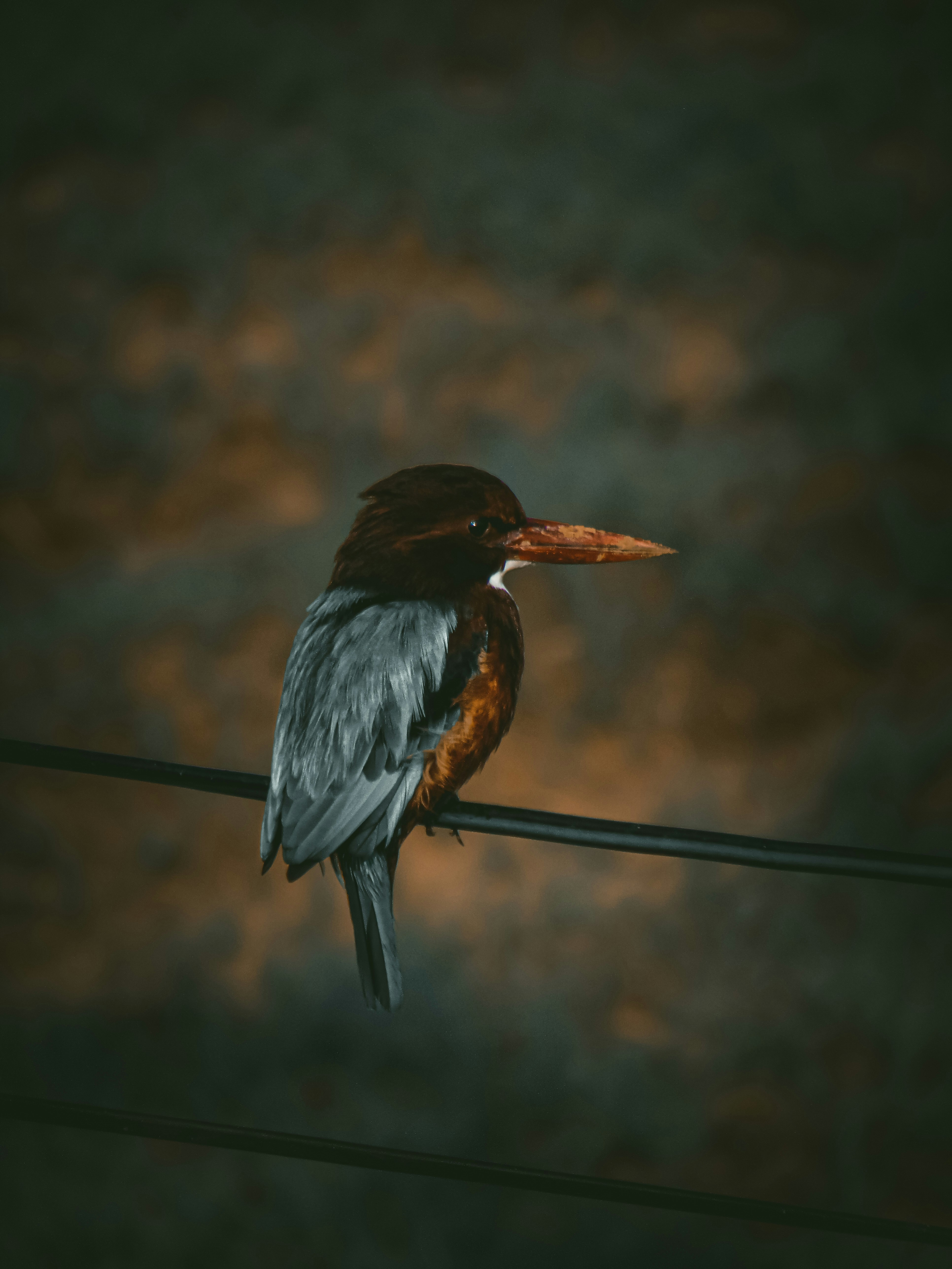 a bird sits on a wire