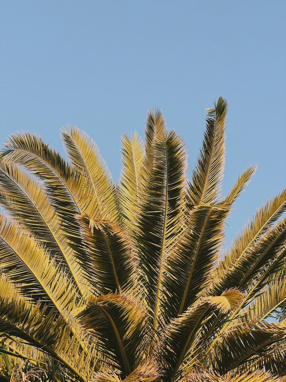 a close-up of a palm tree