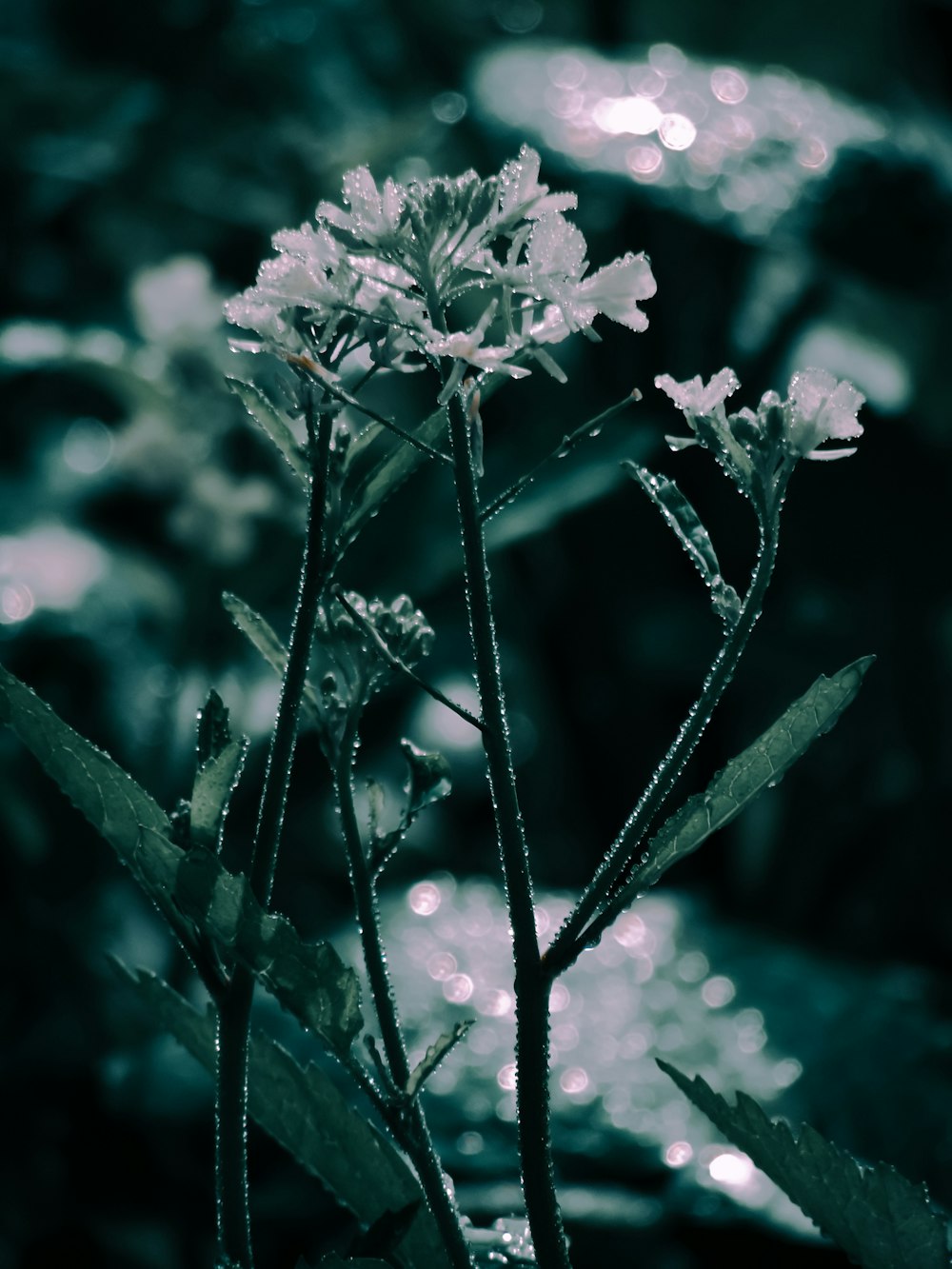 close-up of a flower