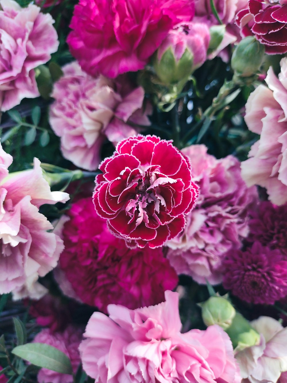 a group of pink flowers