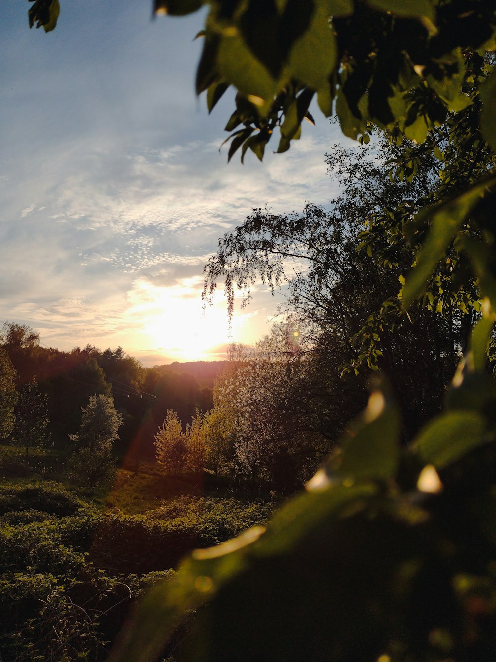 a view of the sun through the leaves of a tree