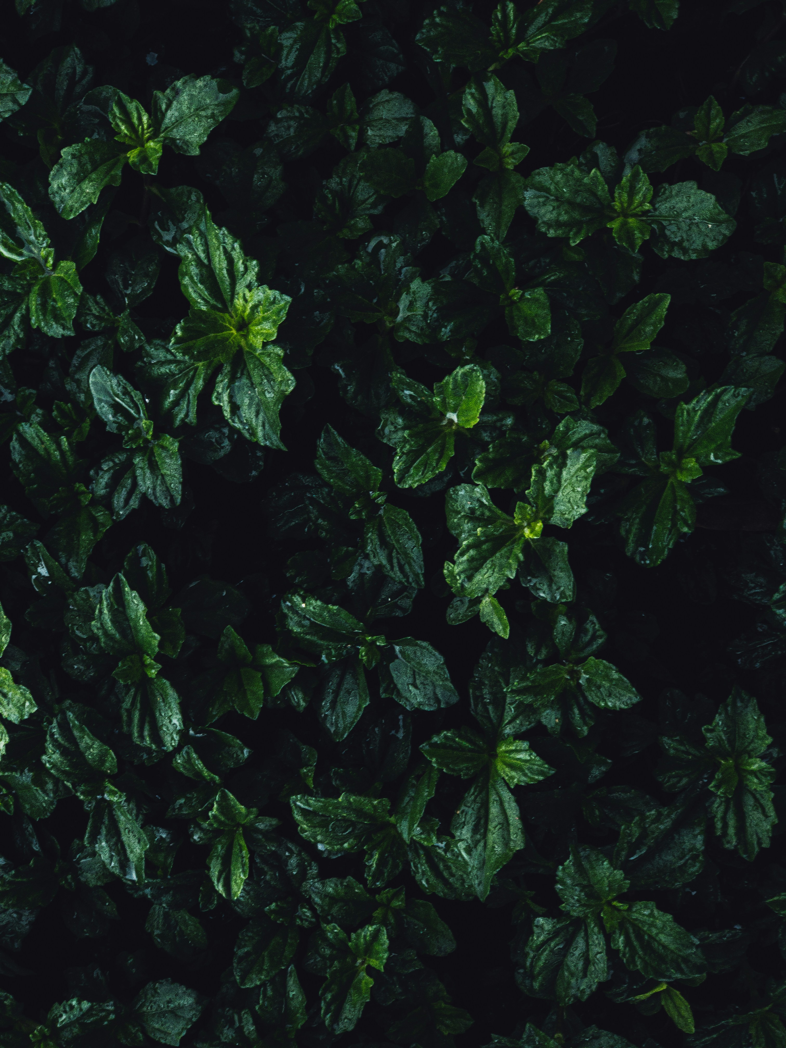 Photo by amritanshdubey