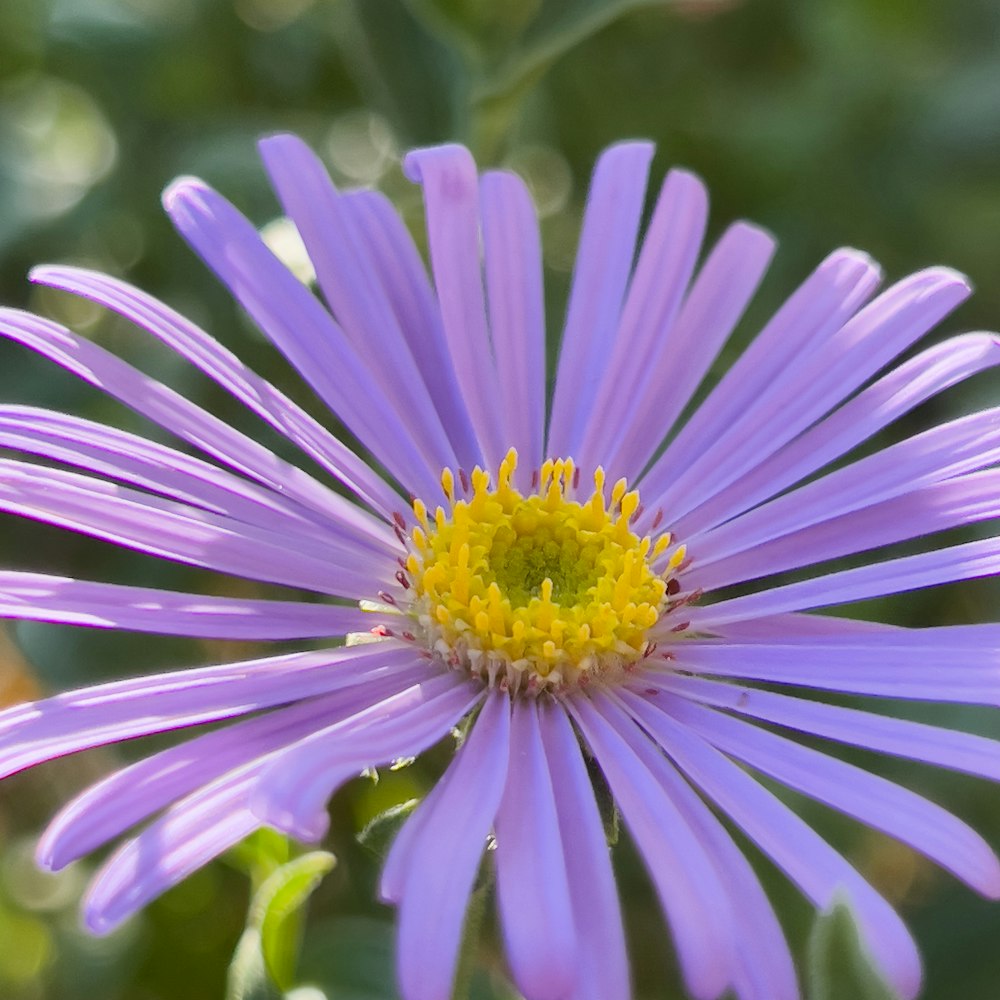 a purple flower with yellow center