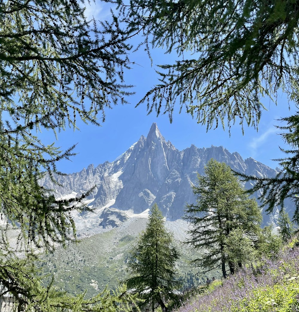 Ein Berg mit Bäumen und Sträuchern