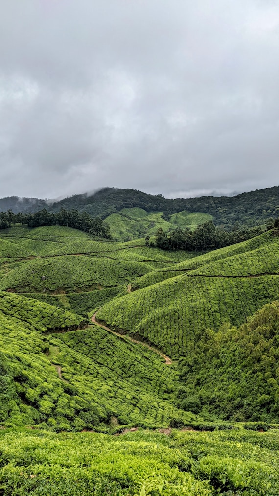 a green valley with trees