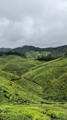 a green valley with trees