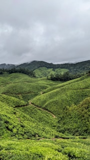 a green valley with trees