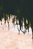 Long strands of seaweed hang from a structure, with a blurred sandy beach in the background. The seaweed appears dark green and is accentuated by the sunlight, creating a contrast against the pale, out-of-focus beach.