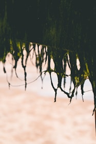 Long strands of seaweed hang from a structure, with a blurred sandy beach in the background. The seaweed appears dark green and is accentuated by the sunlight, creating a contrast against the pale, out-of-focus beach.