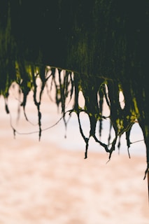 Long strands of seaweed hang from a structure, with a blurred sandy beach in the background. The seaweed appears dark green and is accentuated by the sunlight, creating a contrast against the pale, out-of-focus beach.