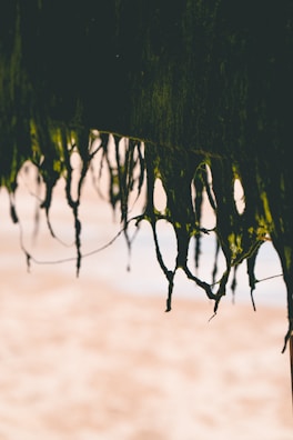 Long strands of seaweed hang from a structure, with a blurred sandy beach in the background. The seaweed appears dark green and is accentuated by the sunlight, creating a contrast against the pale, out-of-focus beach.