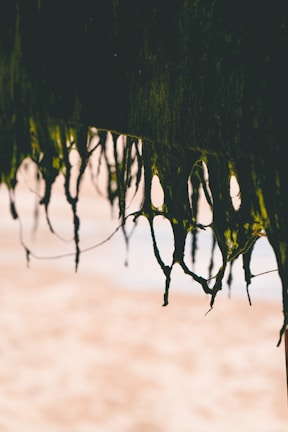 Long strands of seaweed hang from a structure, with a blurred sandy beach in the background. The seaweed appears dark green and is accentuated by the sunlight, creating a contrast against the pale, out-of-focus beach.