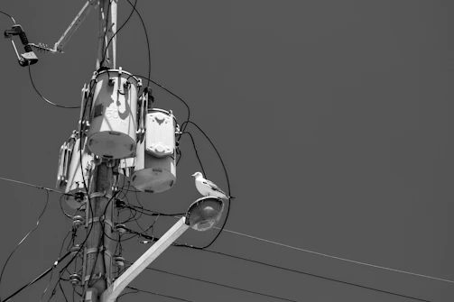 a bird sitting on a power line