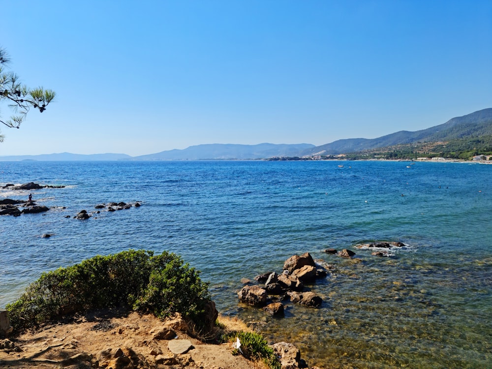 a body of water with rocks and plants on the side